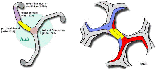 triskelion structure