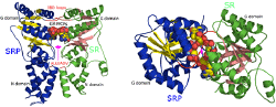 heterodimer structure