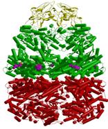 Crystal structure of the native chaperonin complex from thermus thermophilus reveaked unexpected asymmetry at the CIS-Cavity